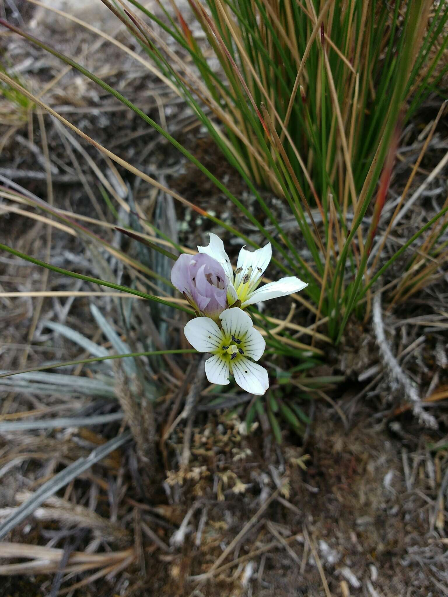 Image of Gentianella corymbosa (Kunth) Weaver & Rudenberg