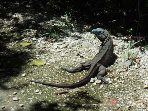 Image de Iguane bleu