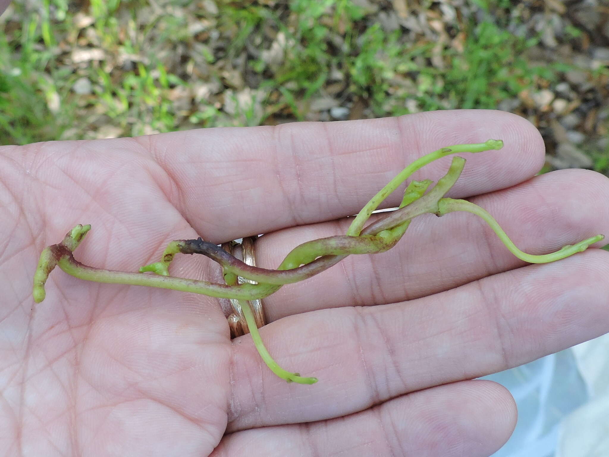 Image of tall dodder