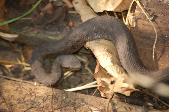 Image of Tzotzil Montane Pit Viper