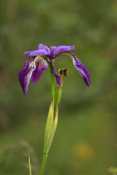 Image of Iris clarkei Baker ex Hook. fil.