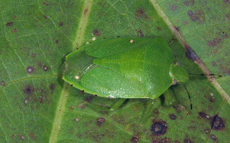 Image of Green stink bug