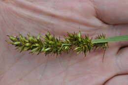 Image of True fox-sedge