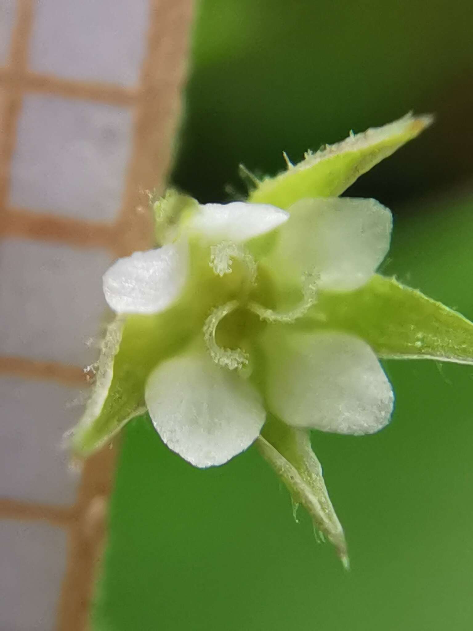 Image of Arenaria leptoclados subsp. leptoclados