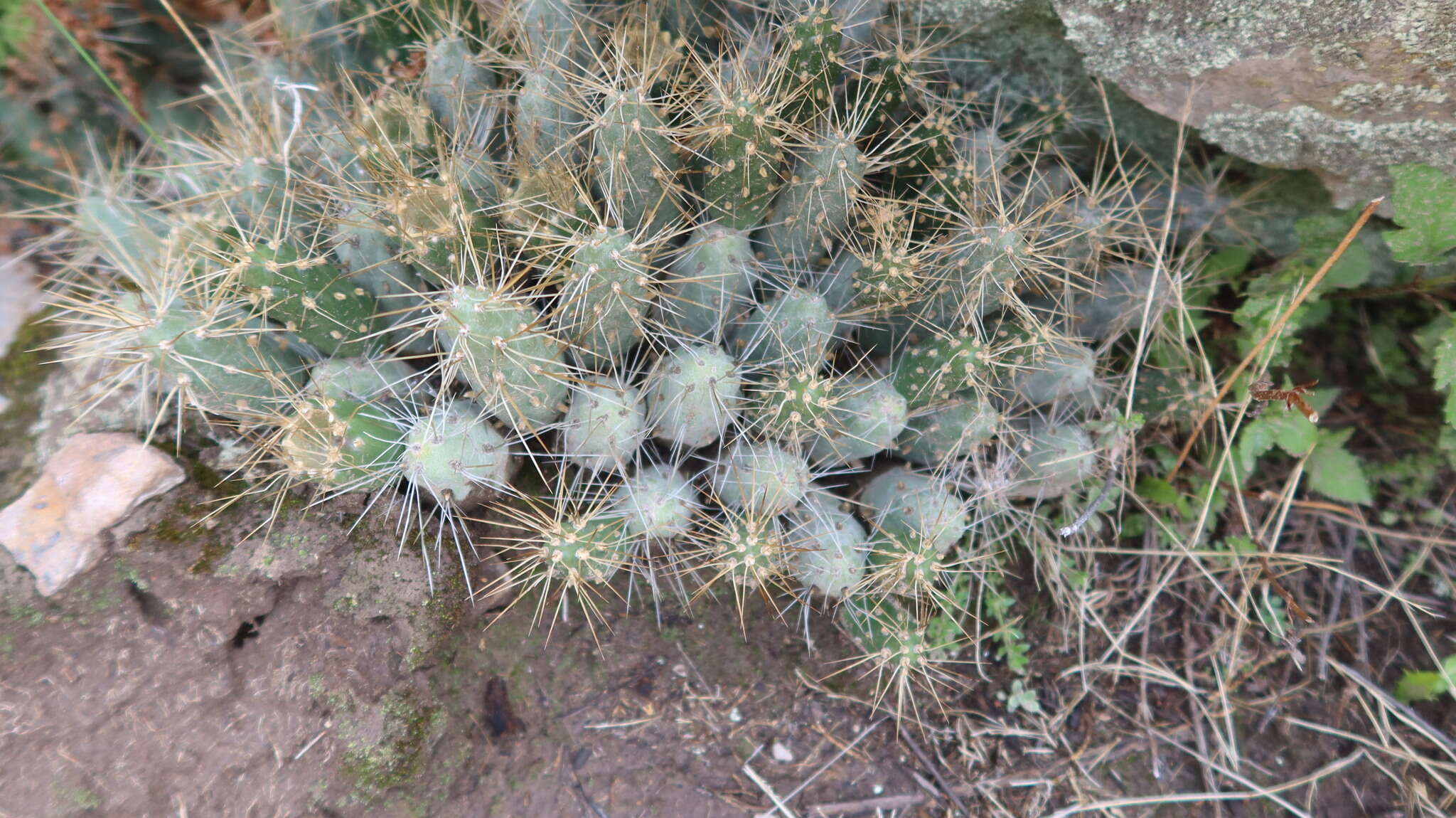 Cumulopuntia boliviana subsp. dactylifera (Vaupel) D. R. Hunt resmi