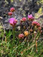 Image of Armeria bigerrensis subsp. microcephala (Willk.) Nieto