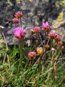 Image of Armeria bigerrensis (C. Vicioso & Beltrán) Rivas Martinez