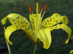 Image of Tiger lily