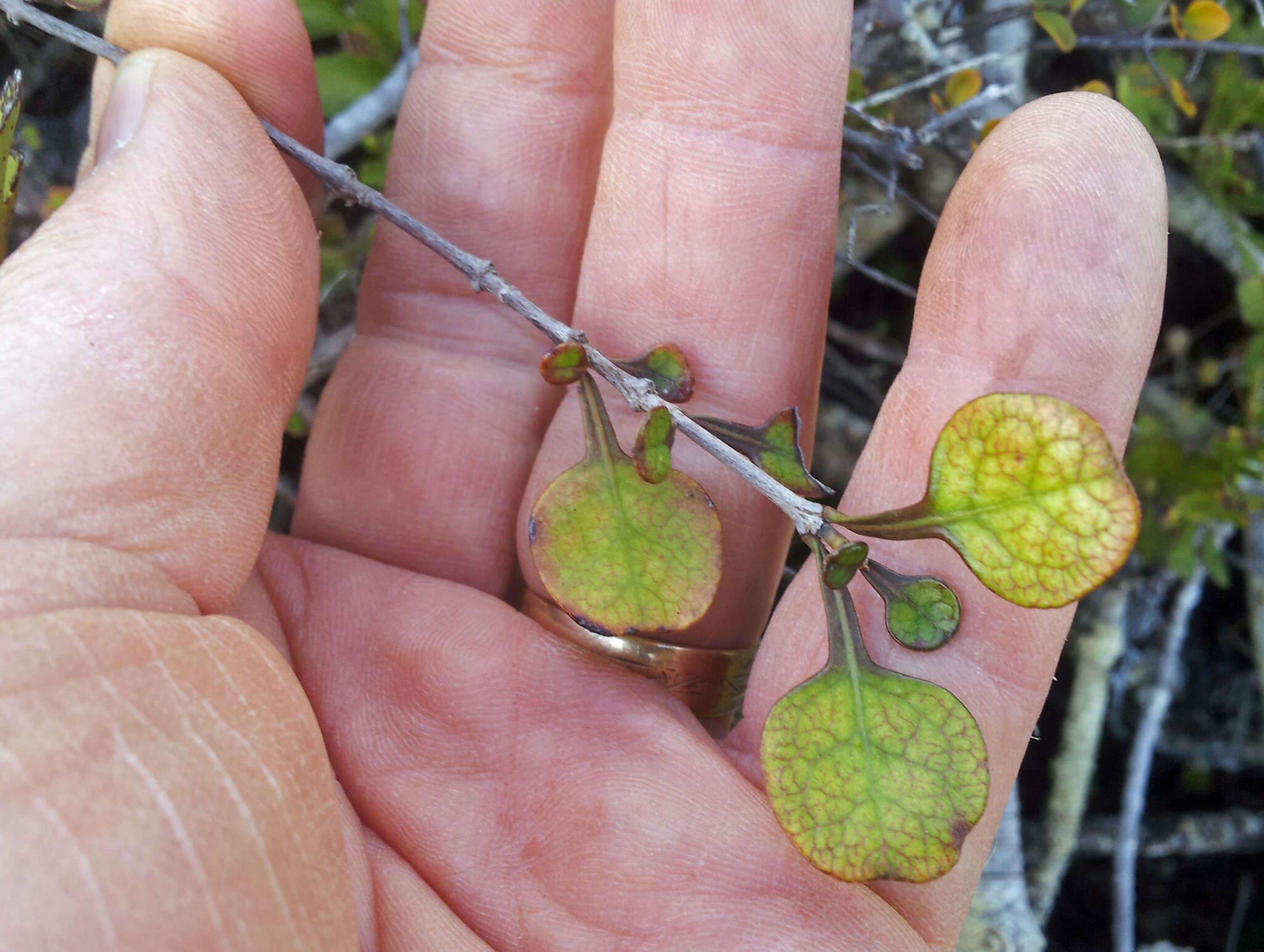 Image of Coprosma spathulata subsp. hikuruana de Lange & Heenan