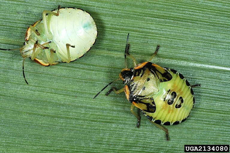 Image of Green stink bug