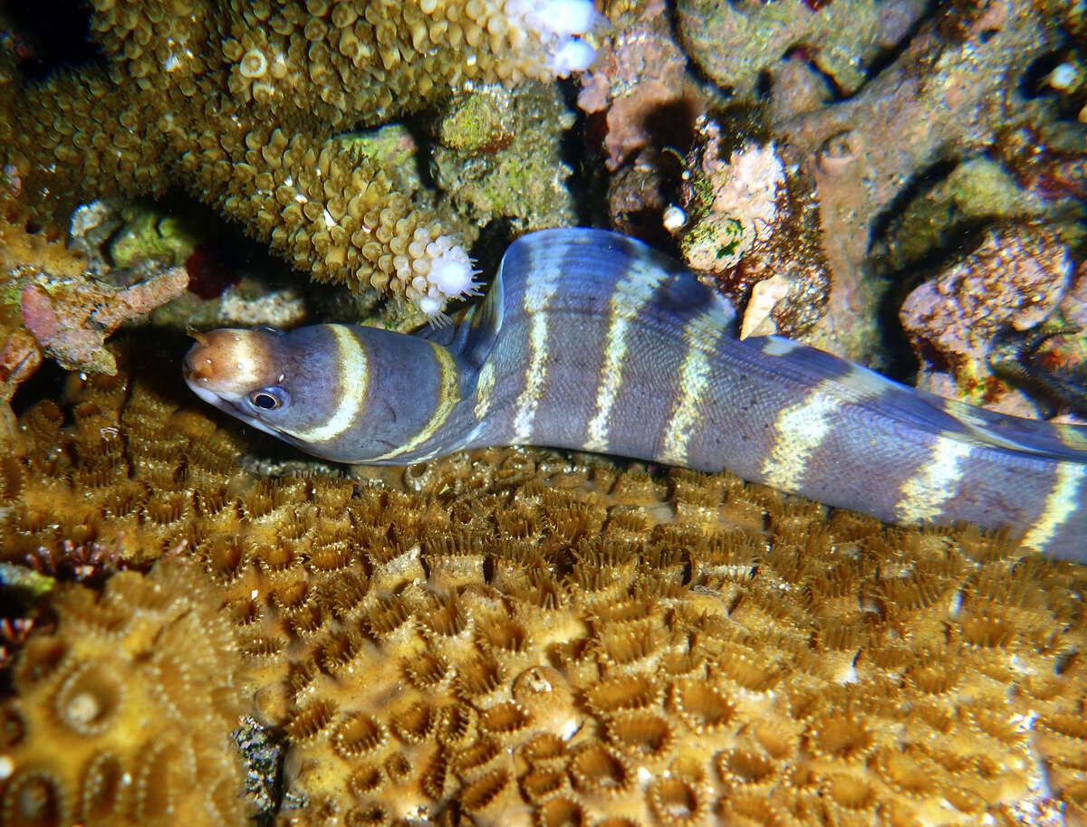 Image of Barred moray