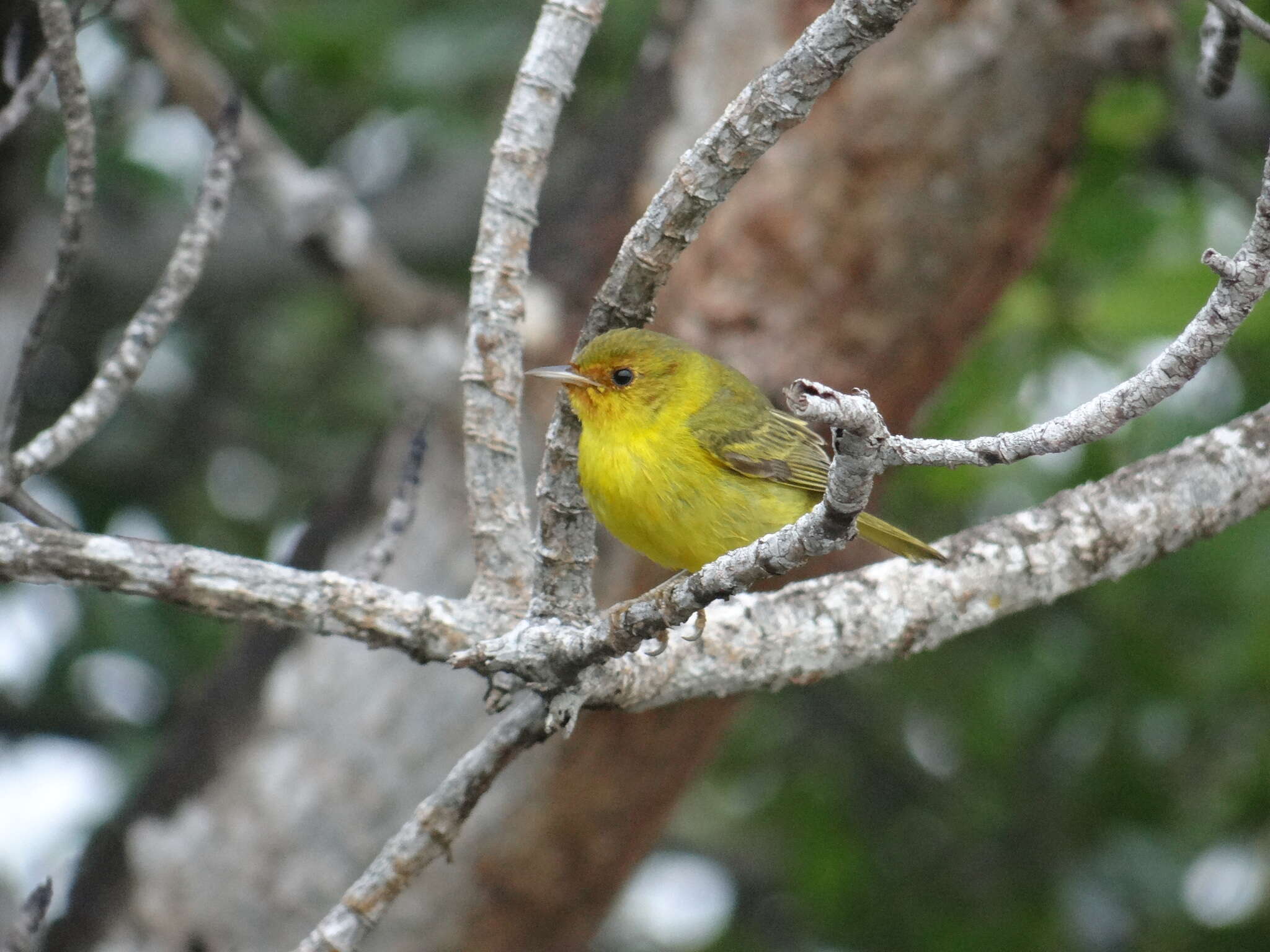 Image of Setophaga petechia bryanti (Ridgway 1873)