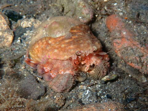 Image of Prideaux's hermit crab