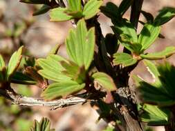 Image de Myrothamnus flabellifolius (Sond.) Welw.