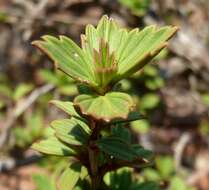 Image de Myrothamnus flabellifolius (Sond.) Welw.