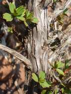 Image de Myrothamnus flabellifolius (Sond.) Welw.