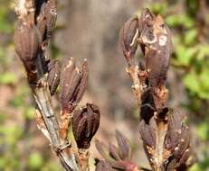 Image de Myrothamnus flabellifolius (Sond.) Welw.