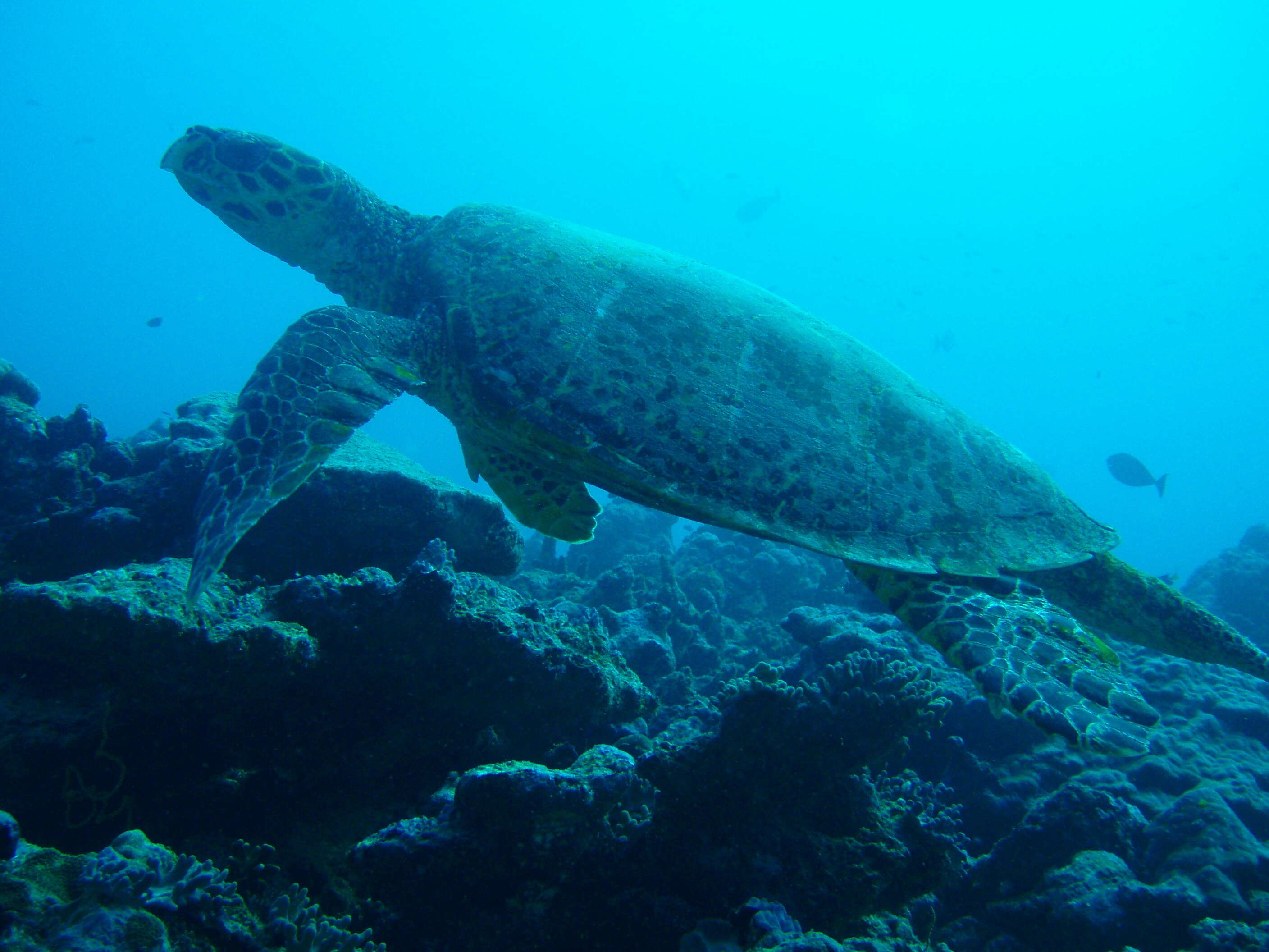 Image of Eretmochelys