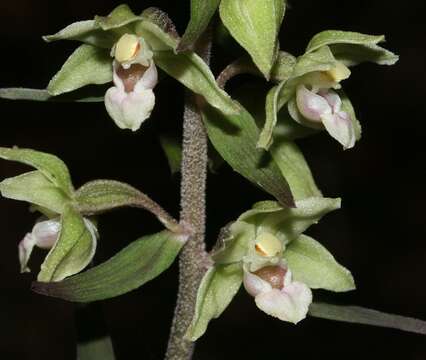 Imagem de Epipactis purpurata Sm.