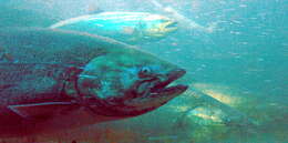 Image of Chinook Salmon