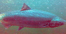 Image of Chinook Salmon