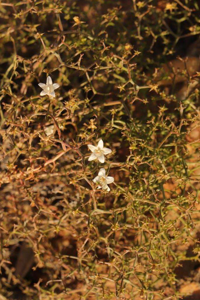 Image of Wahlenbergia decipiens A. DC.