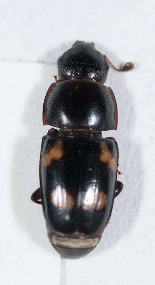 Image of Four-spotted Sap Beetle