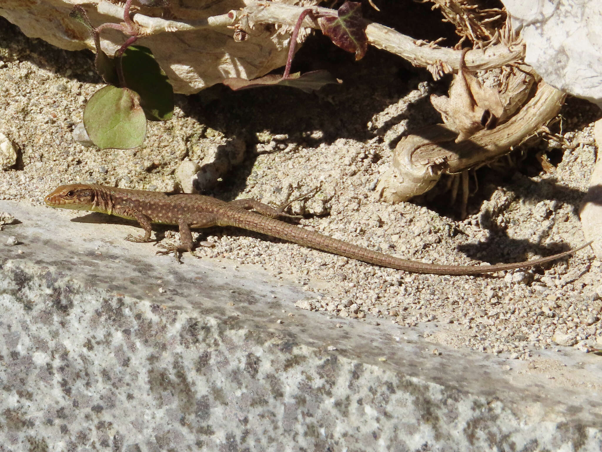 Image of Ajarian lizard