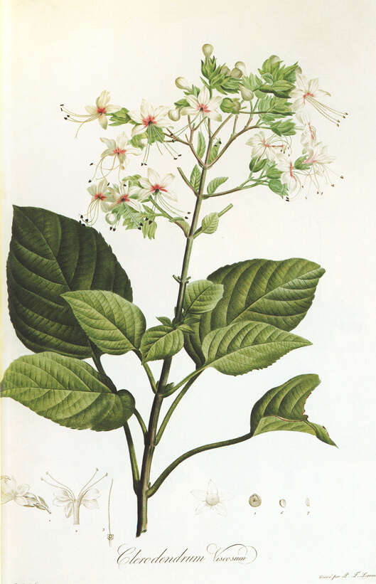 Image of Clerodendrum infortunatum L.