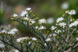 Imagem de Mesembryanthemum articulatum Thunb.