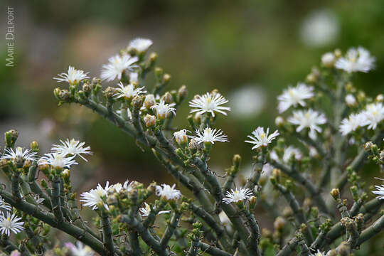 Image of Mesembryanthemum articulatum Thunb.