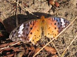 Image of Argynnis hyperbius