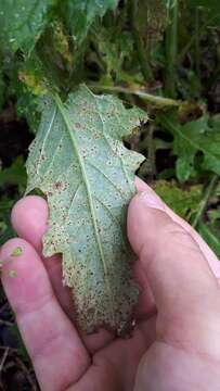 Image de Puccinia calcitrapae DC. 1805