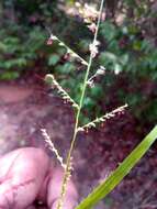 Image of Setaria madecassa A. Camus