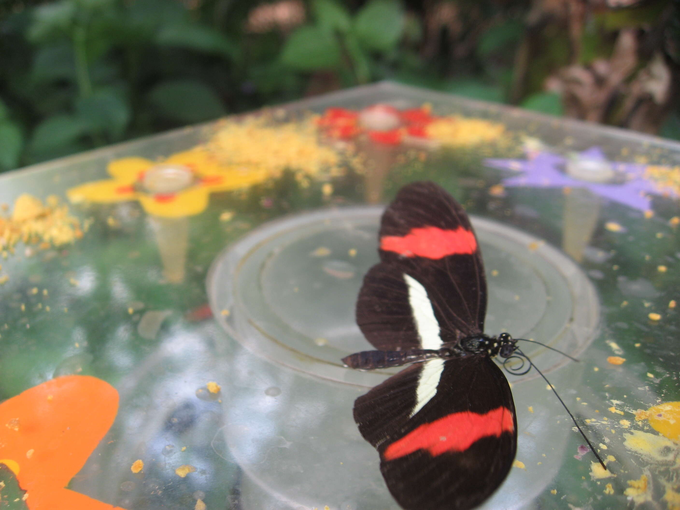 Image of Heliconius melpomene Linnaeus 1758