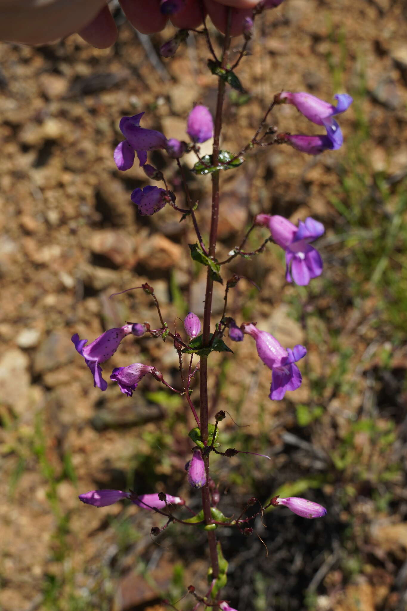 Слика од Penstemon spectabilis var. spectabilis