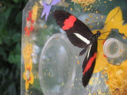 Image of Heliconius melpomene Linnaeus 1758