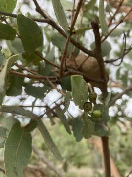 Image of Corymbia aspera (F. Müll.) K. D. Hill & L. A. S. Johnson