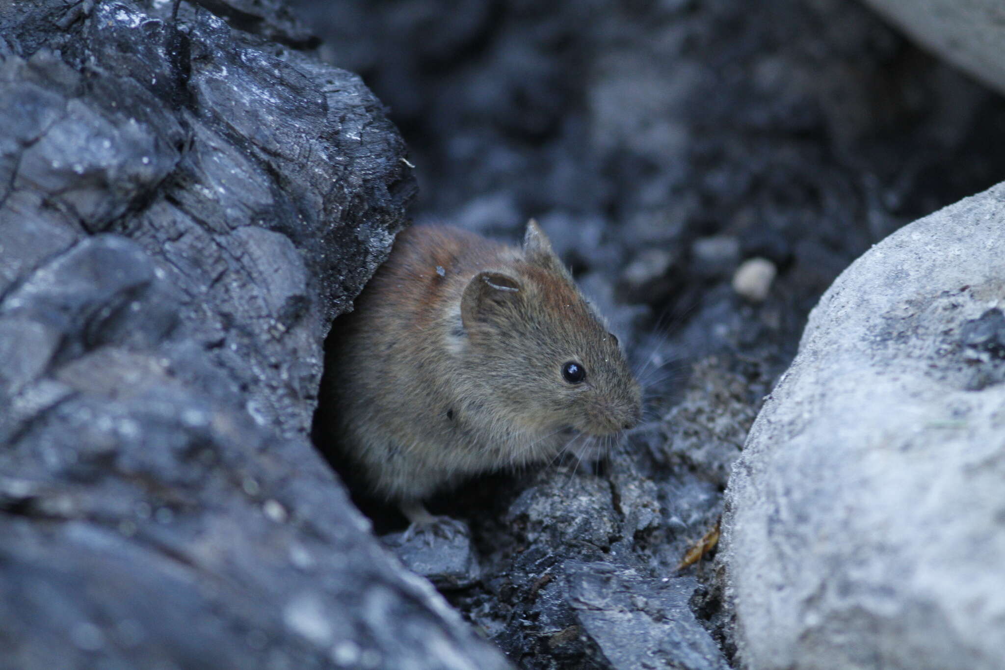 Image of Northern Red-backed Vole