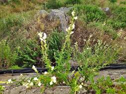 Image de Antirrhinum graniticum Rothm.