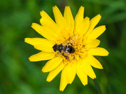 Image of drone fly