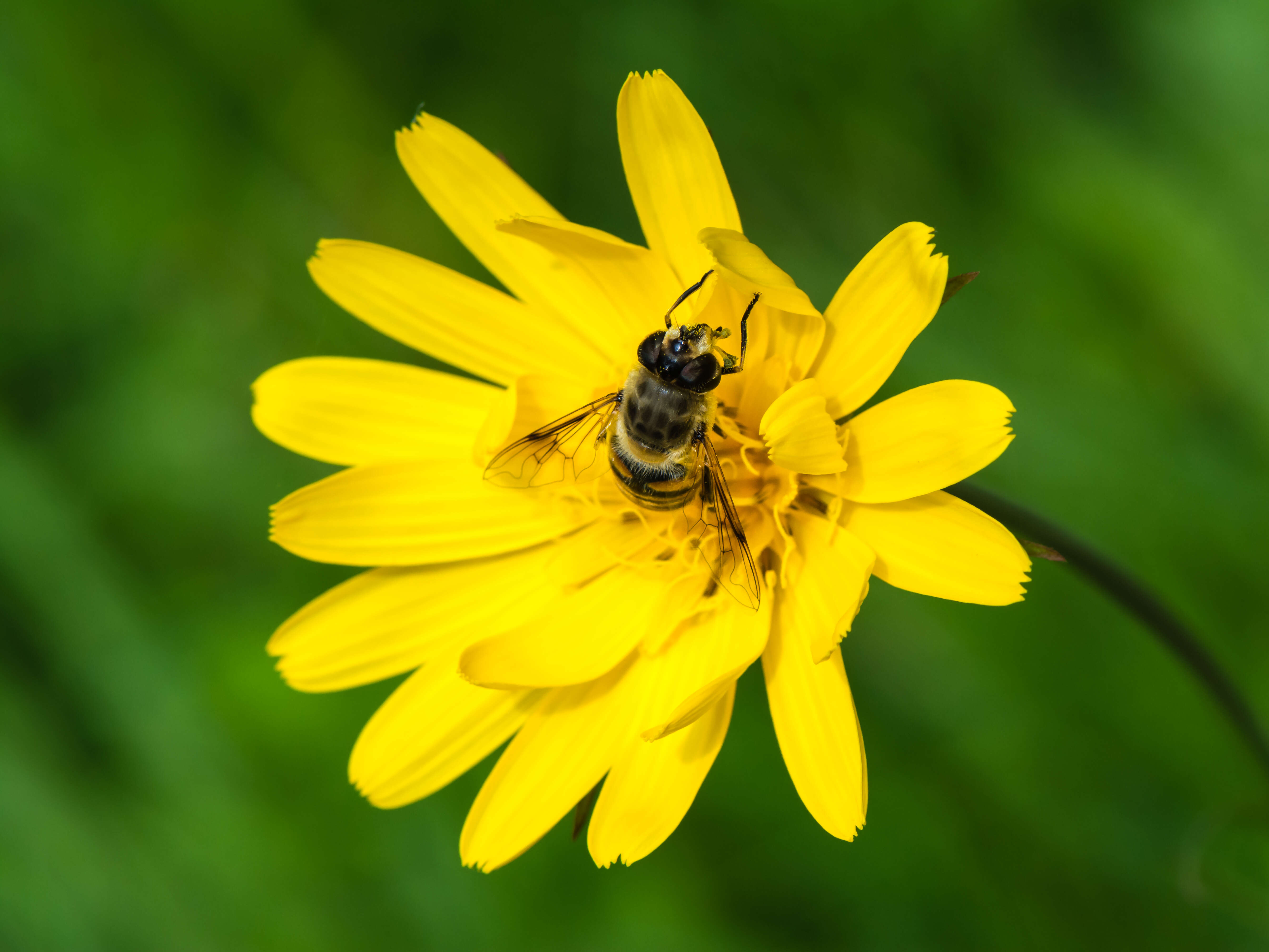 Image of drone fly