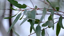 Image of Eucalyptus camaldulensis subsp. arida Brooker & M. W. Mc Donald