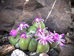 Image of Gibbaeum nuciforme Hartmann