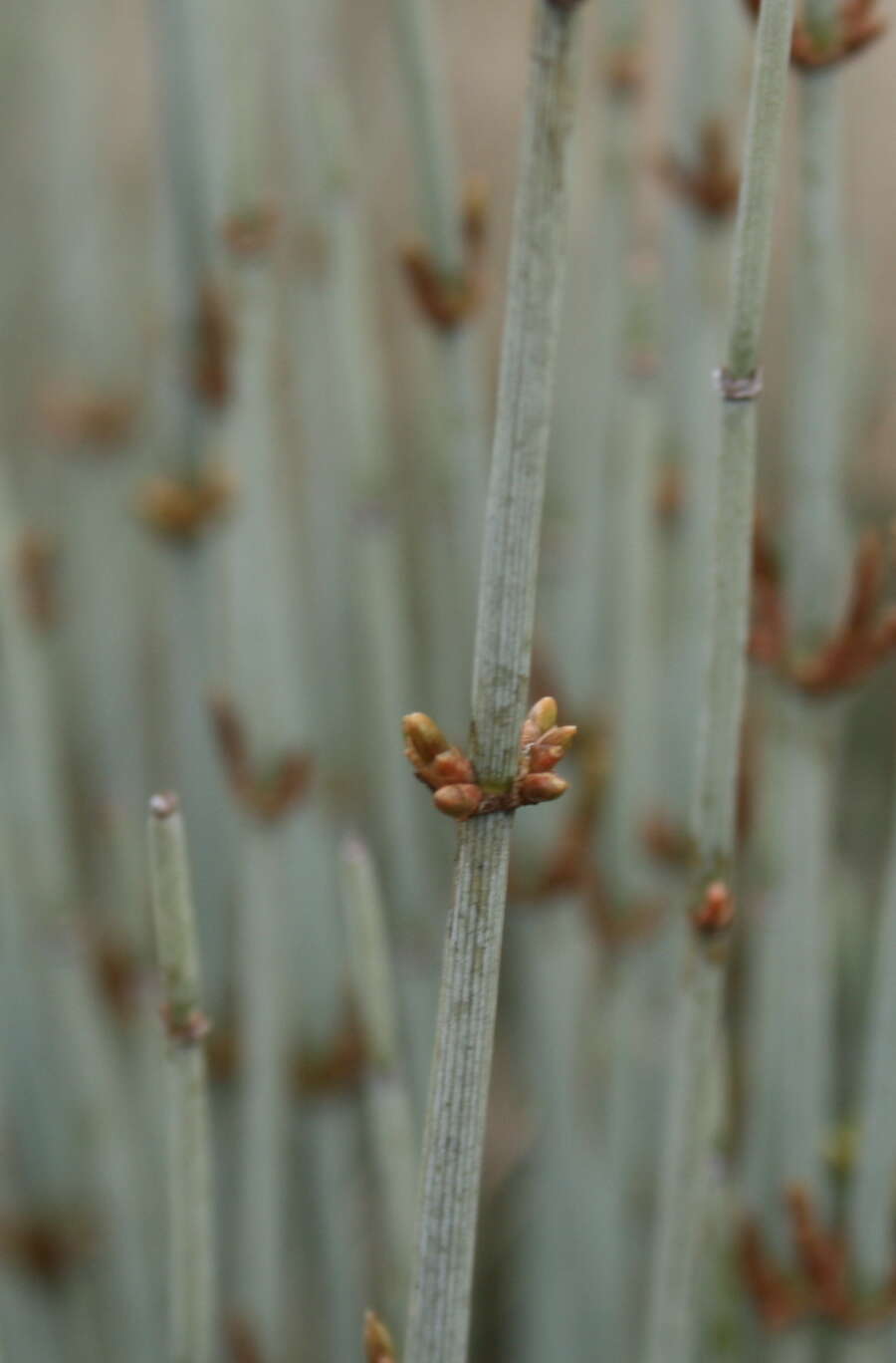 Image of Ephedra intermedia Schrenk & C. A. Mey.