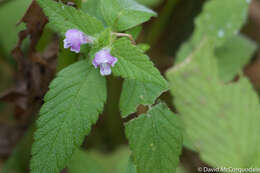 Image of Common hemp nettle