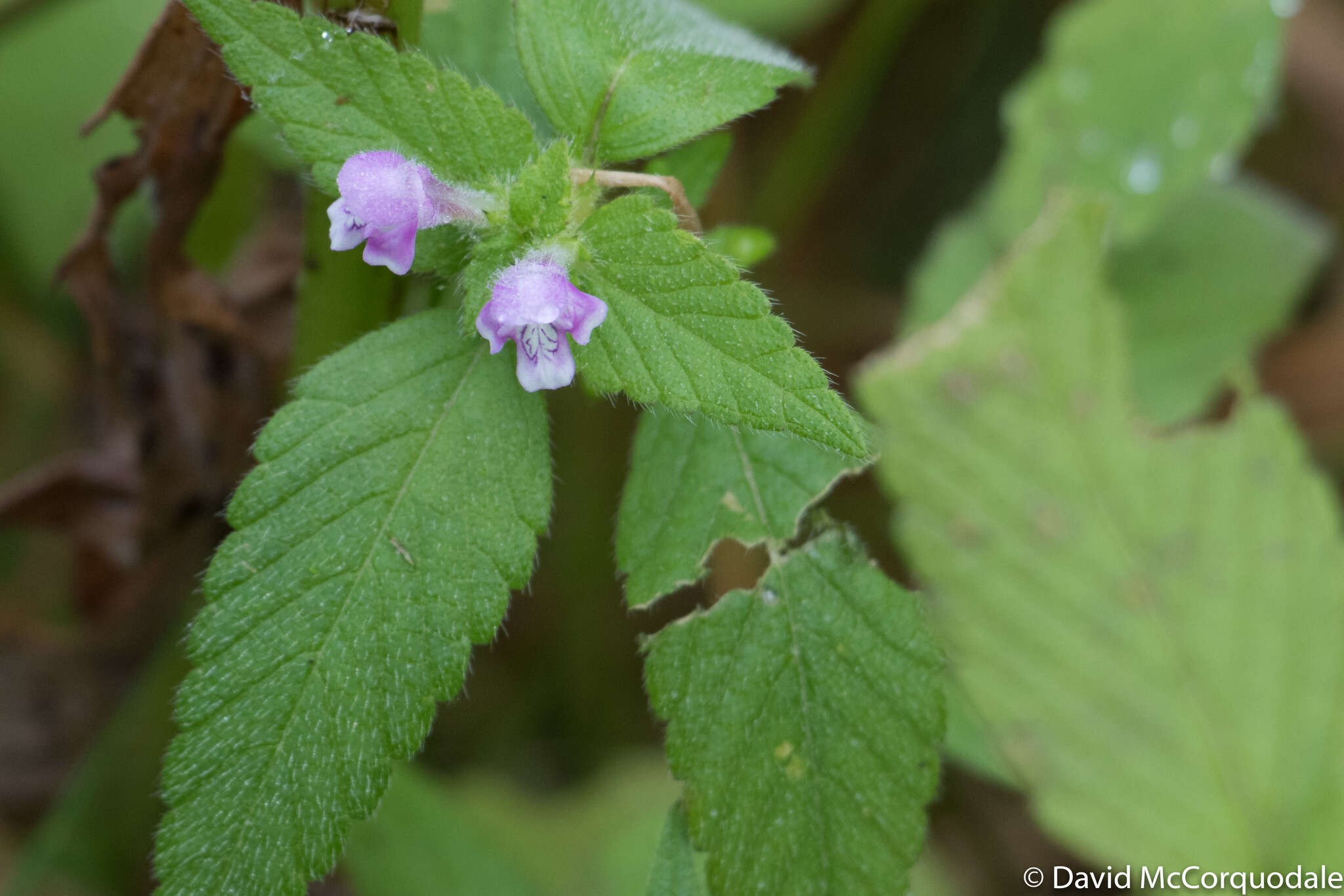 Image of Common hemp nettle