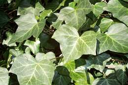 Image of English ivy