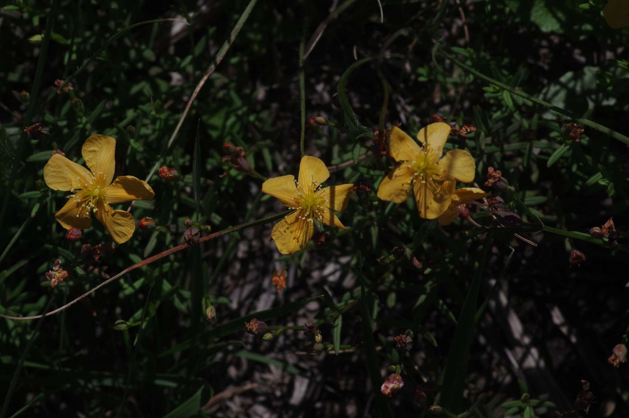 صورة Hypericum lalandii Choisy