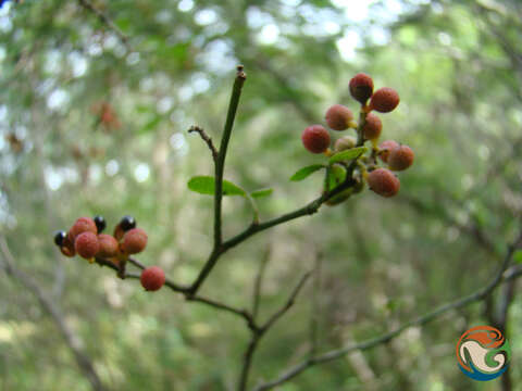 Image of Zanthoxylum limoncello Planch. & Oerst. ex Triana & Planch.